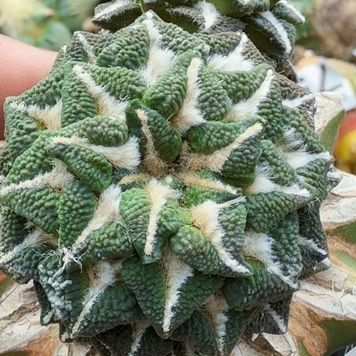 无花朵苗接颗粒黑892