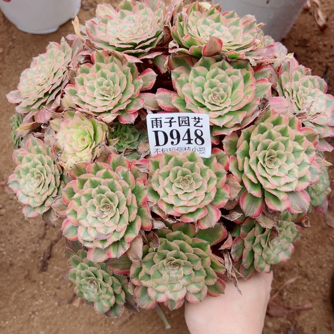 948粉霞尺寸28左右