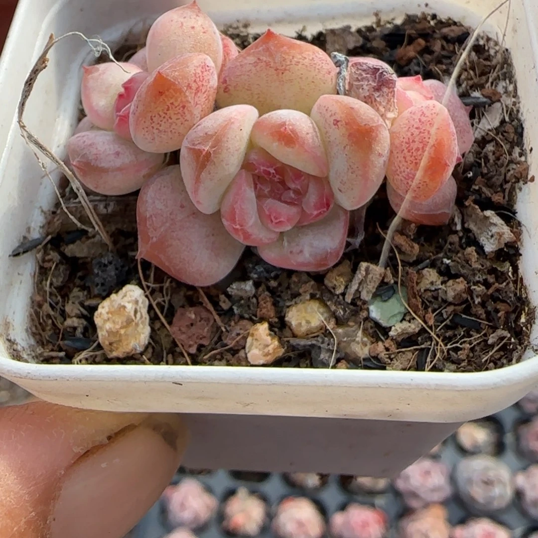 小卡拉米糖心一物一拍