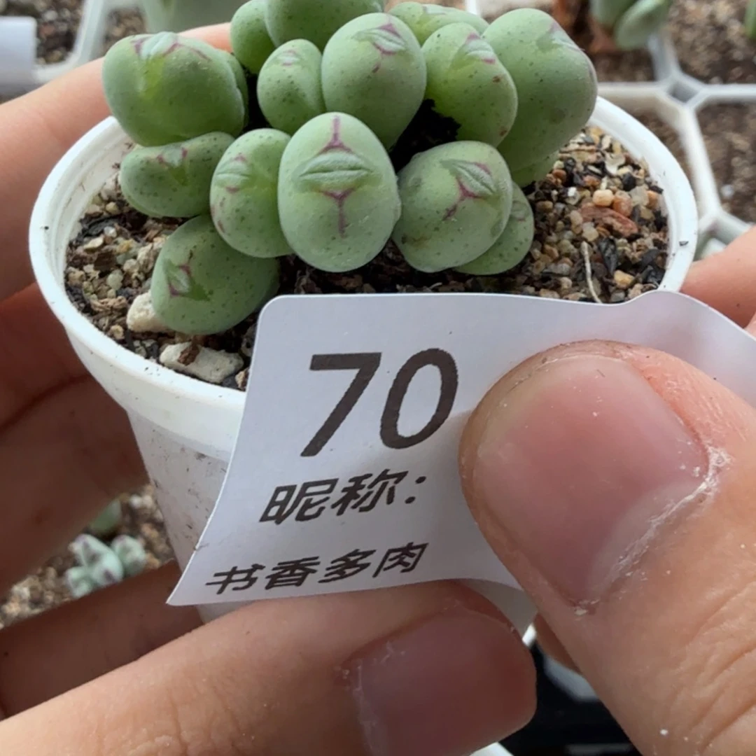 多肉植物。