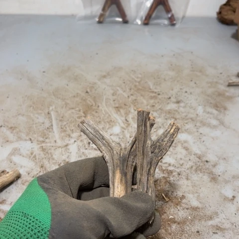 大果紫檀（缅甸花梨）东***犬