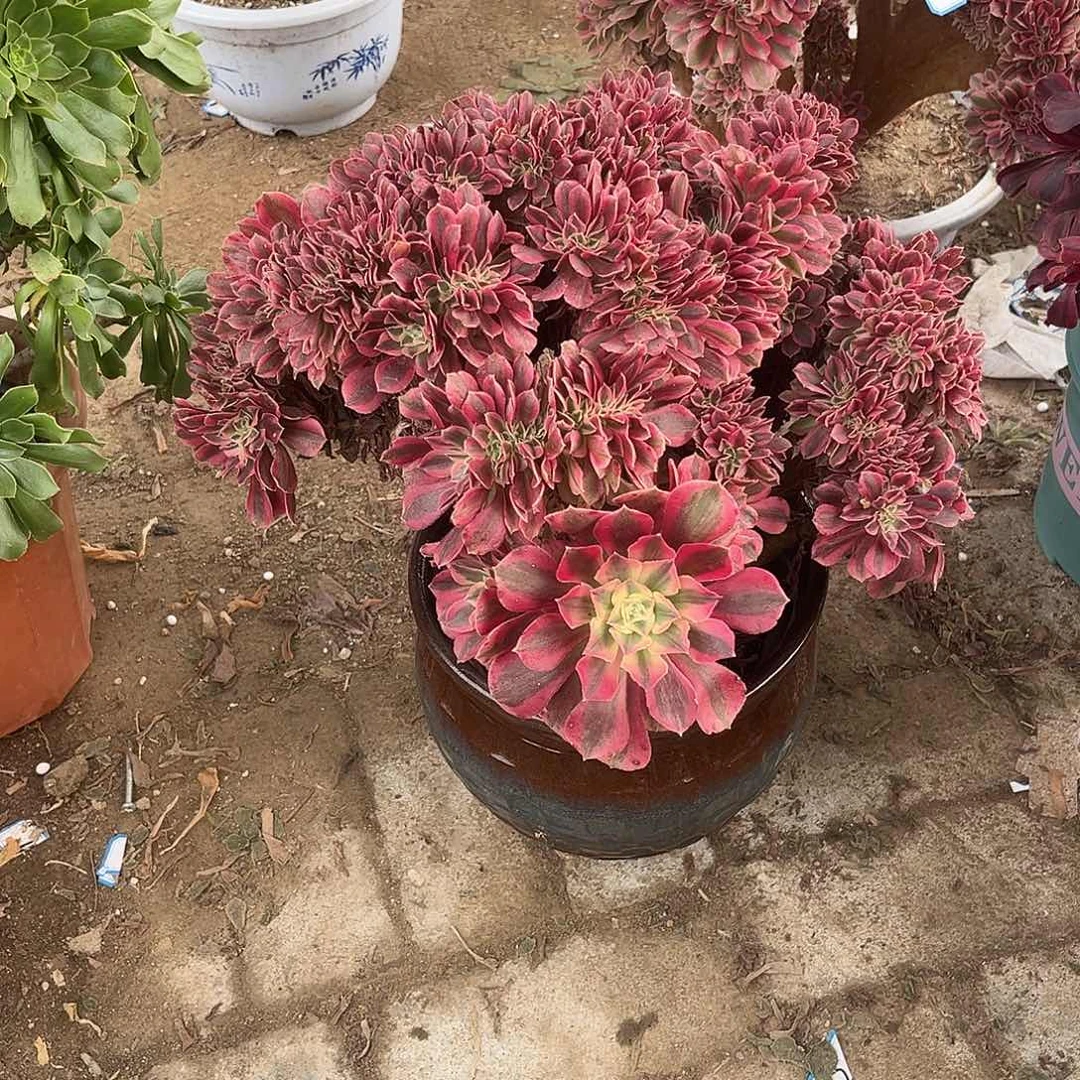 8女巫缀化法师多肉植物