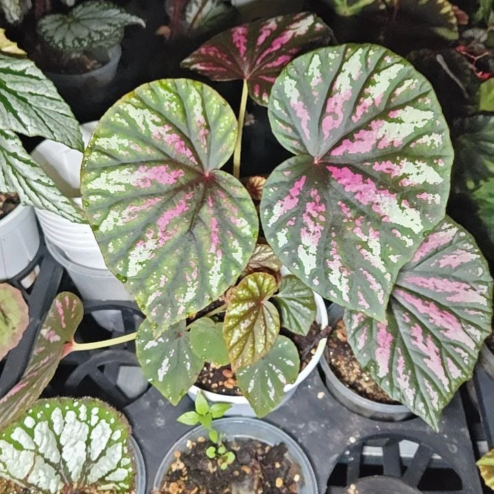 糖果秋海棠一物一拍