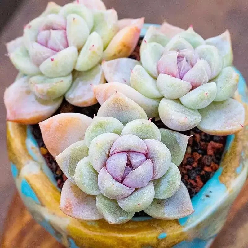 店铺凑满18发货-多头汉堡多肉五公分