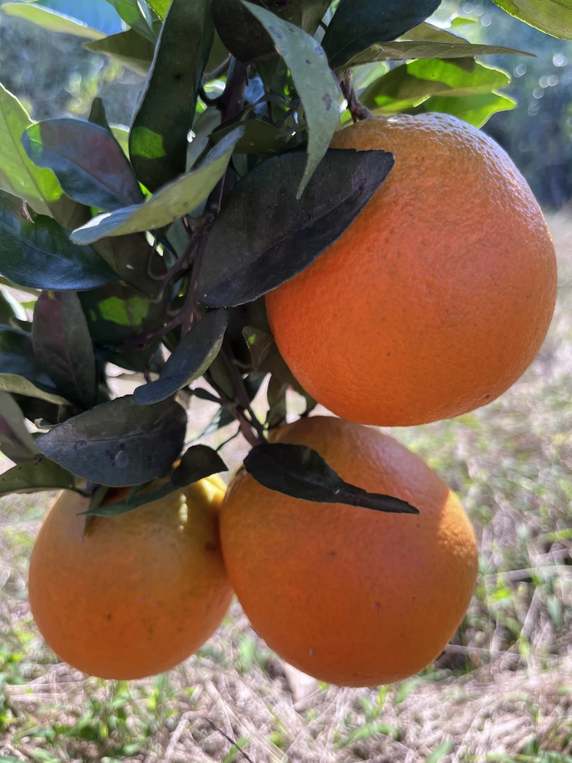 怀化湘西纽荷尔脐橙