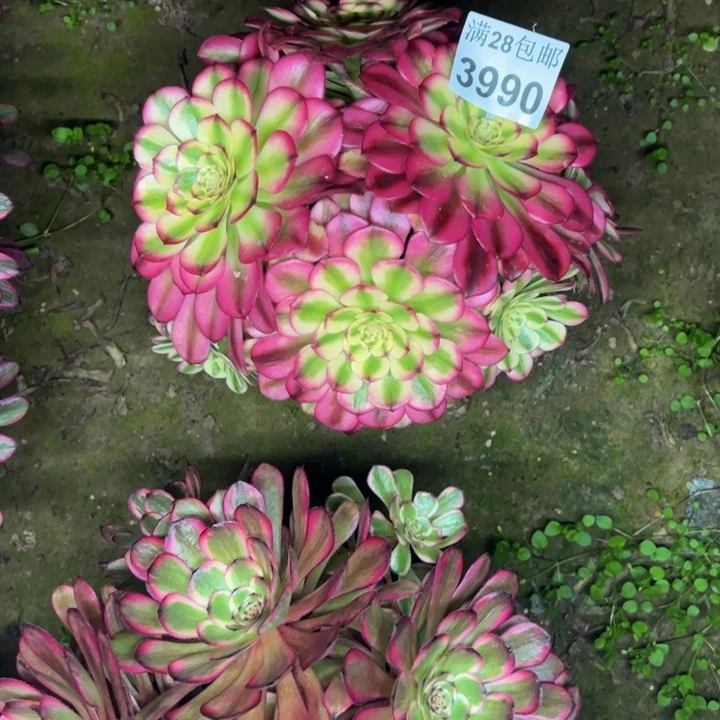 3990舞天姬多肉植物