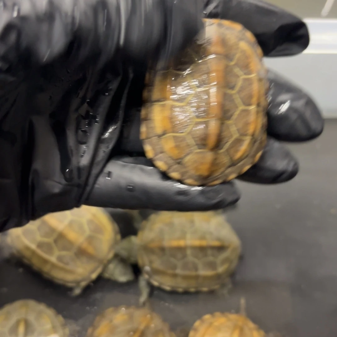 中华花龟母极品江西田黄