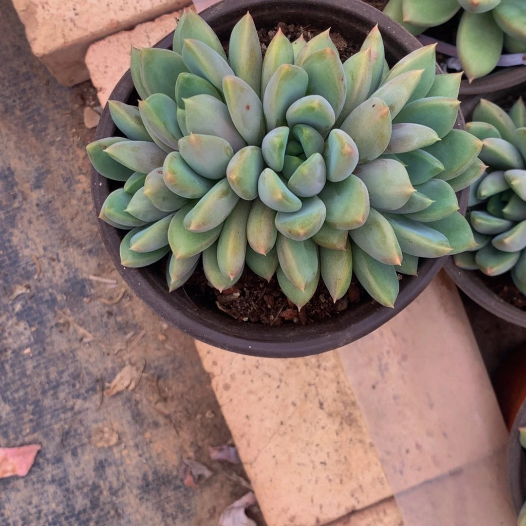 象牙小群多肉植物