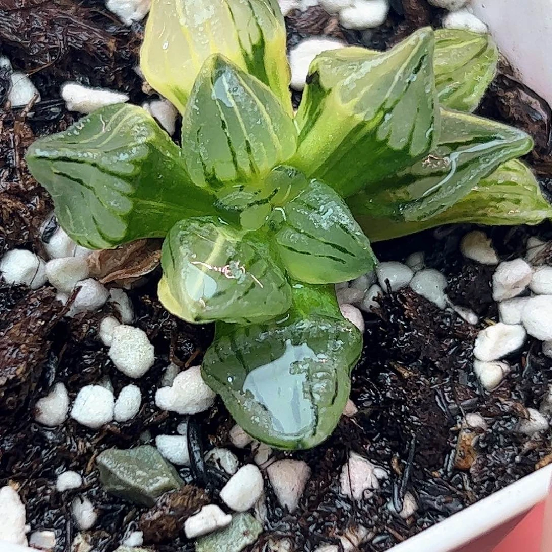 西瓜锦十二卷多肉植物