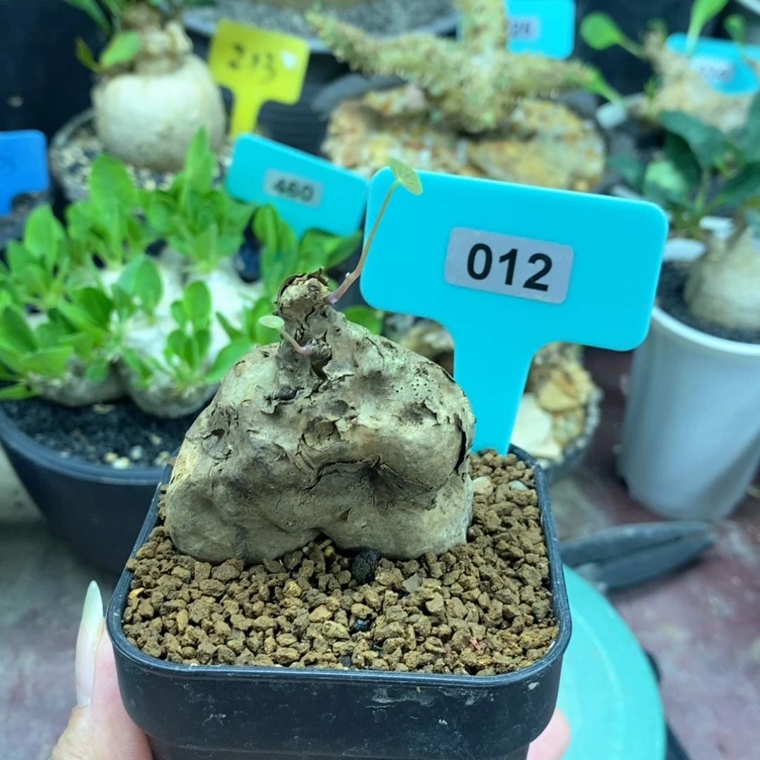一叶龟产地多肉植物