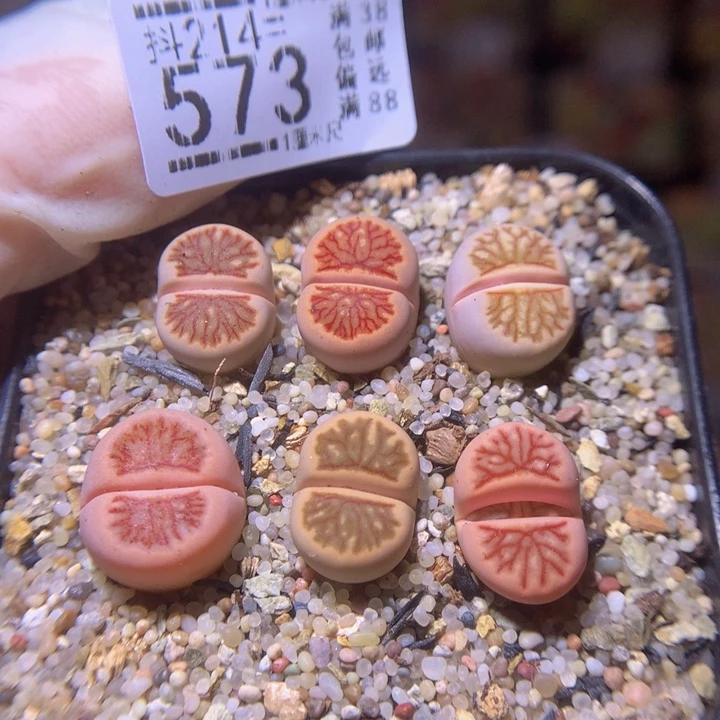 火***吧精品生石花214.573