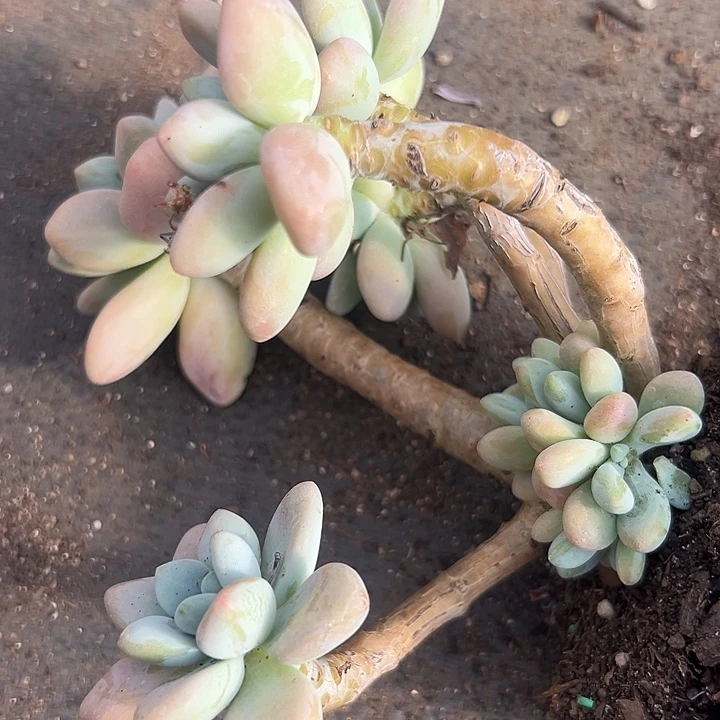 无花朵洛神老桩。