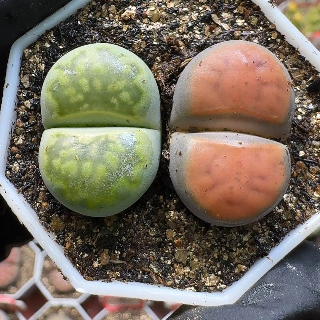 生石花1111111。  326
