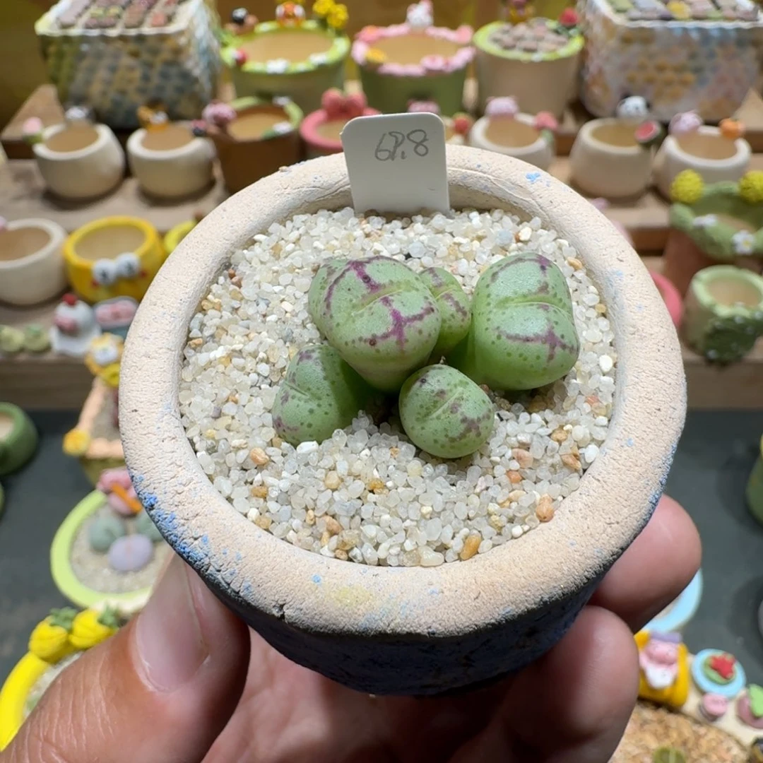 蘑菇1049猴脸多肉植物