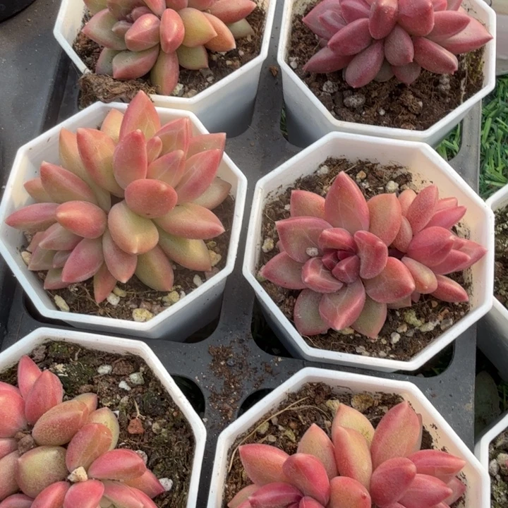 迷雾泡泡双头。