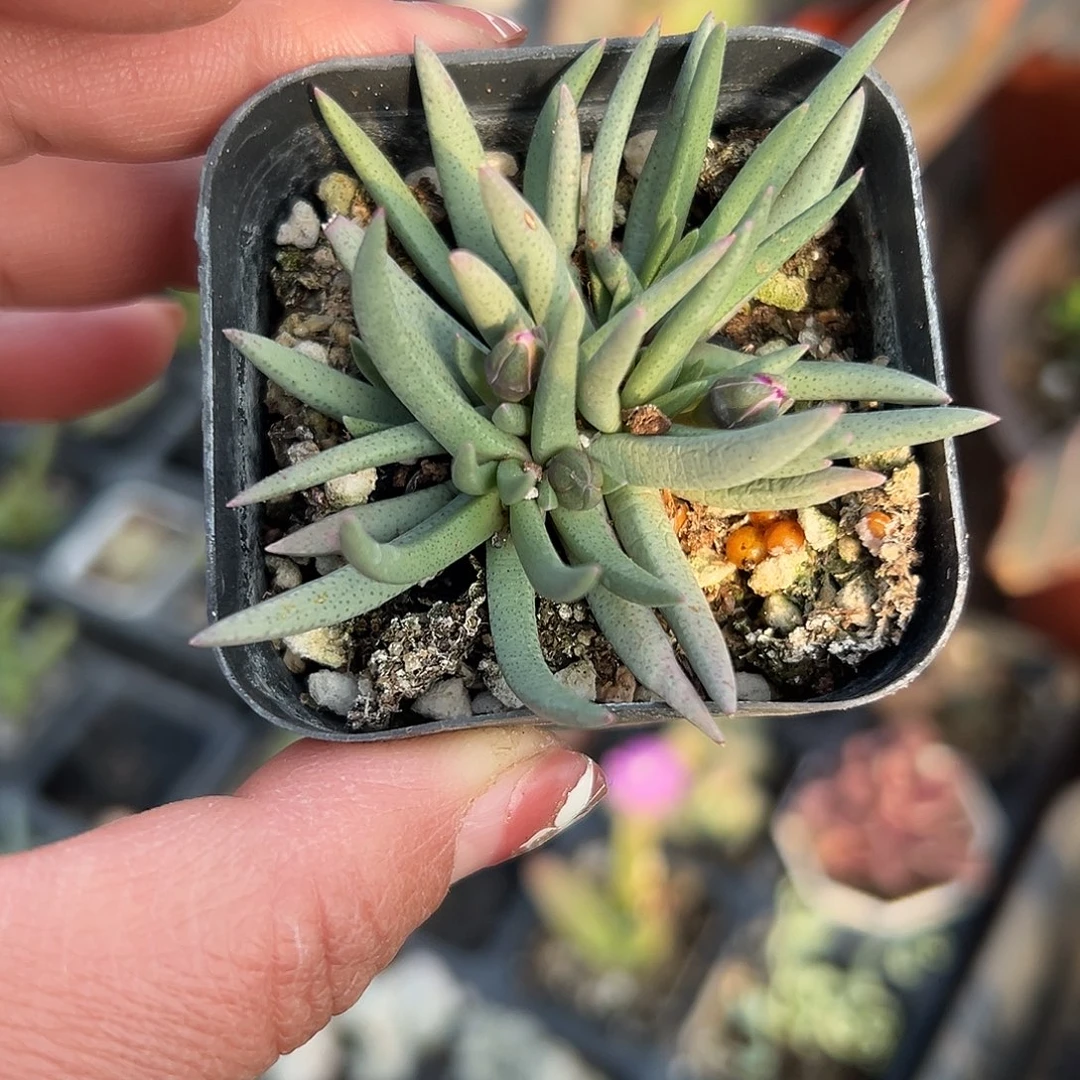 多肉植物美杜莎开花