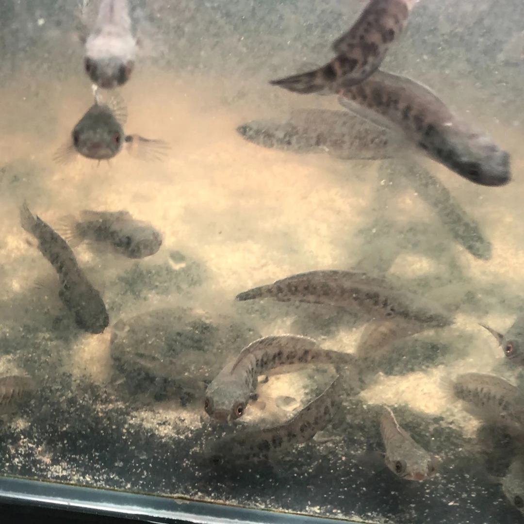 野生黄金眼镜蛇雷龙鱼直播专用链接