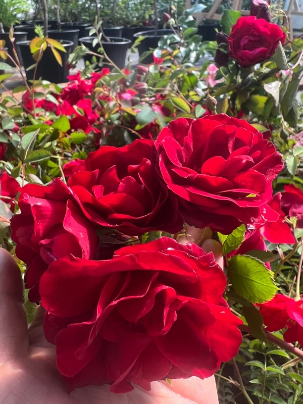 （拍2发4.拍3发6.拍1发1）绒霞月季，东北耐寒月季品种，修剪后发货