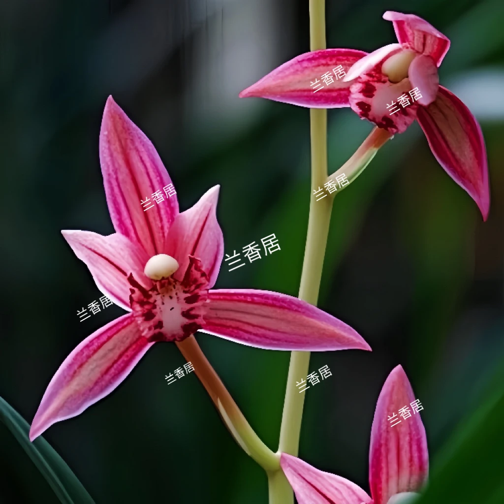 建兰【市长红】红花浓香型室内好养易活兰花
