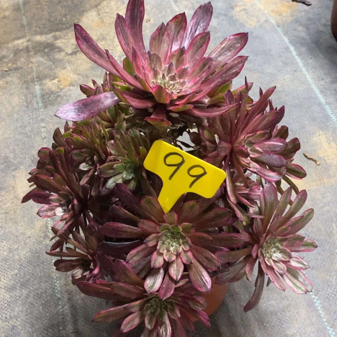 红陶99紫霞仙子法师