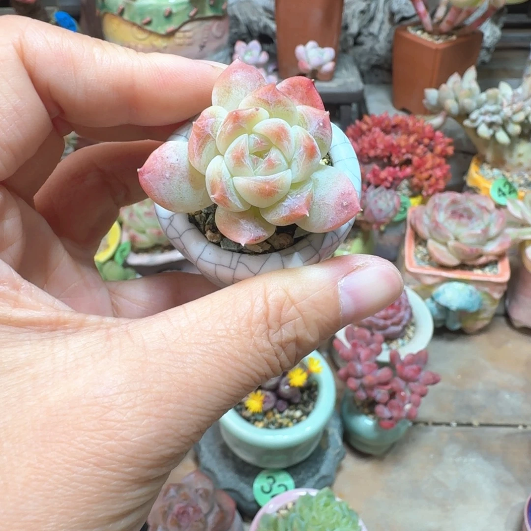 冰魄 多肉含盆土 一物一拍