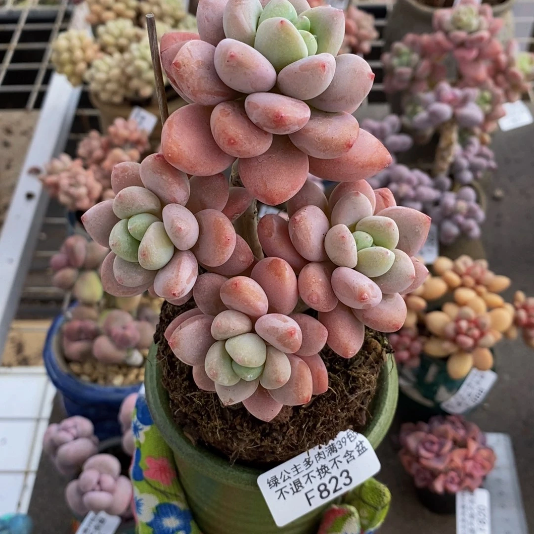 樱花洛神823/8c m