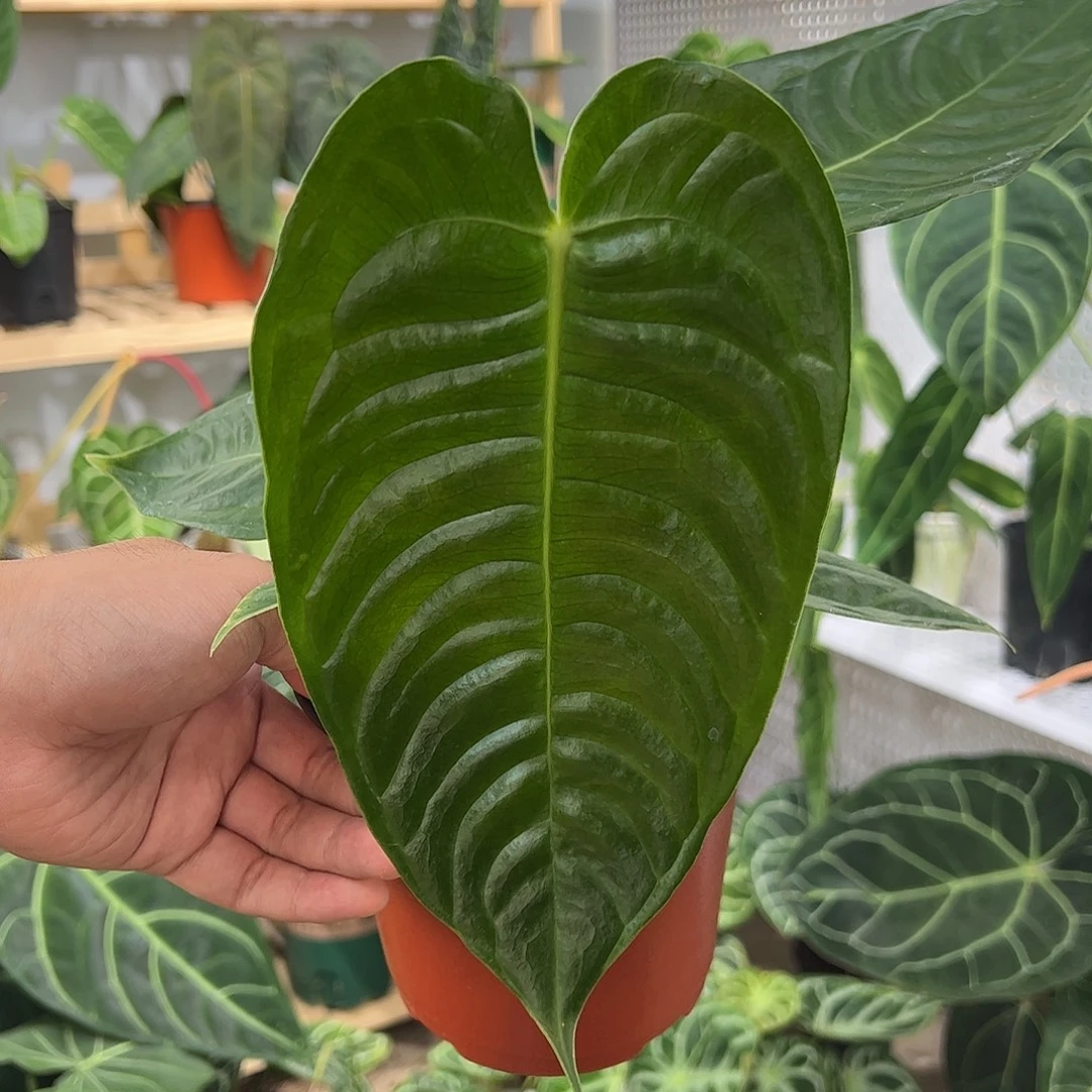 完全开放火鹤王花烛