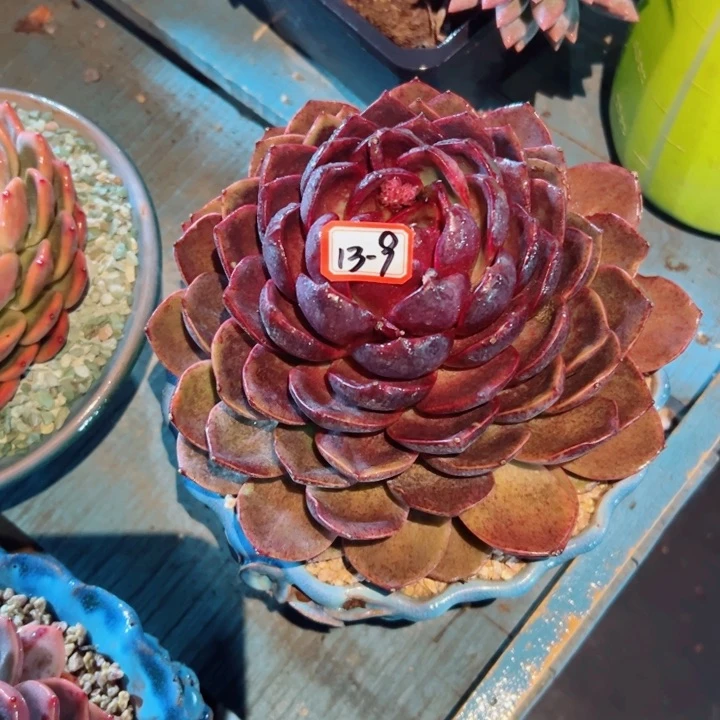 ?**?精品多肉植物老桩