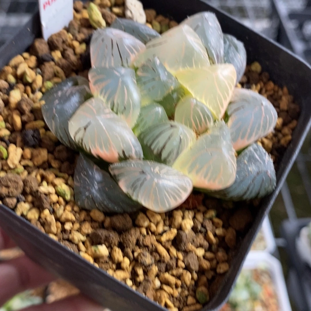 72实生糊斑玉露锦