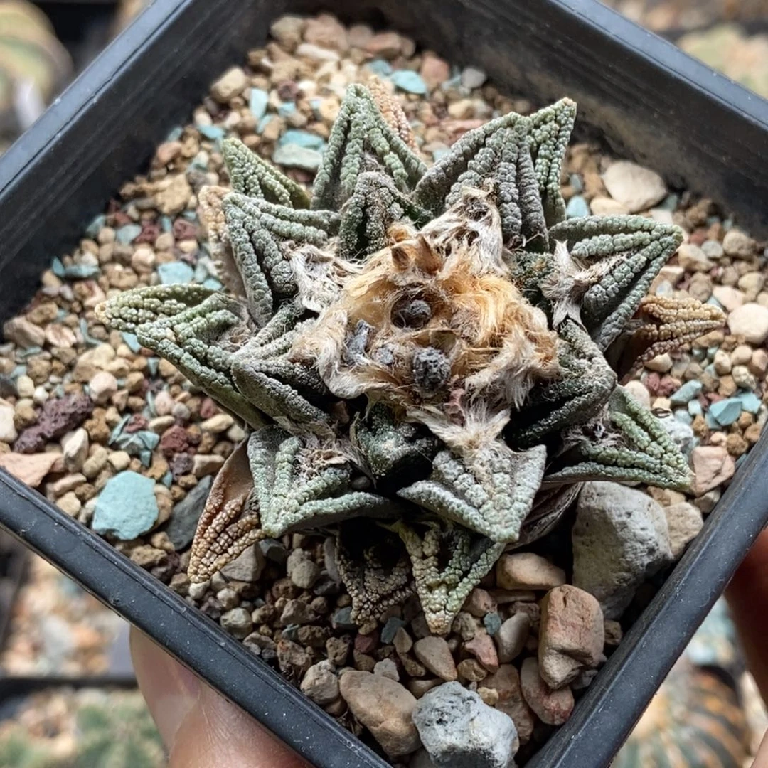 辛顿牡丹11111111111111