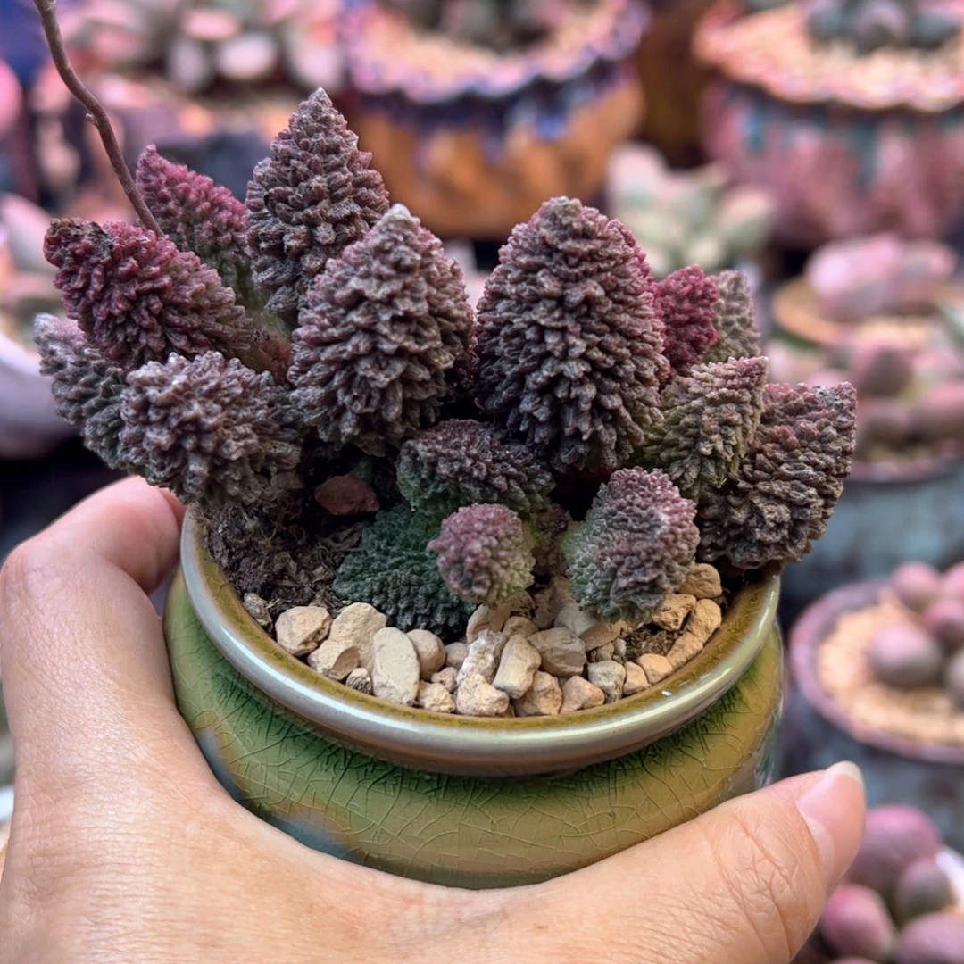 朱紫玉。