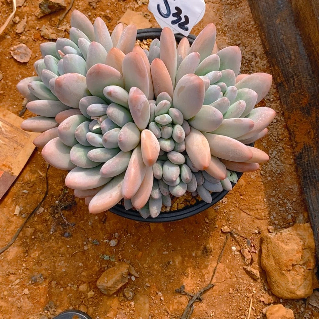 北*香水大群多肉植物