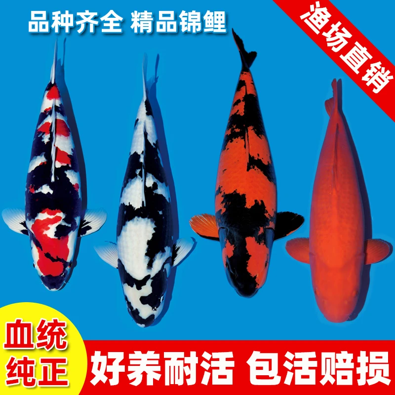 锦鲤活鱼观赏鱼淡水鱼苗日本进口昭和白写绯写火鲤好养纯种冷水鱼