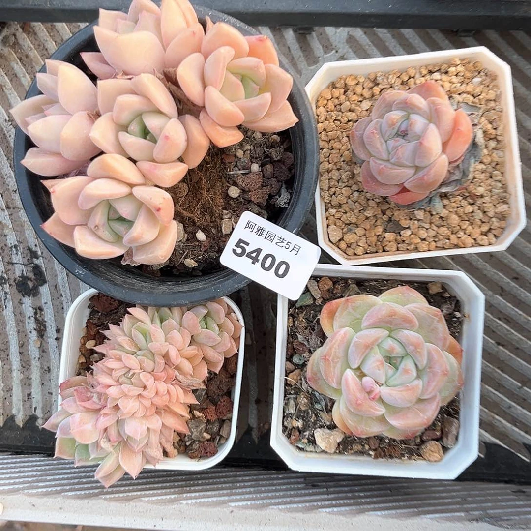 阿雅园艺。      5400