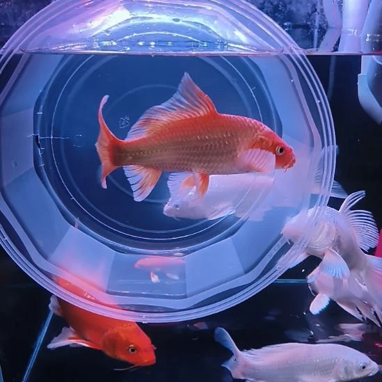 海水鱼圆头顺背蝴蝶鲤满鳍有张力