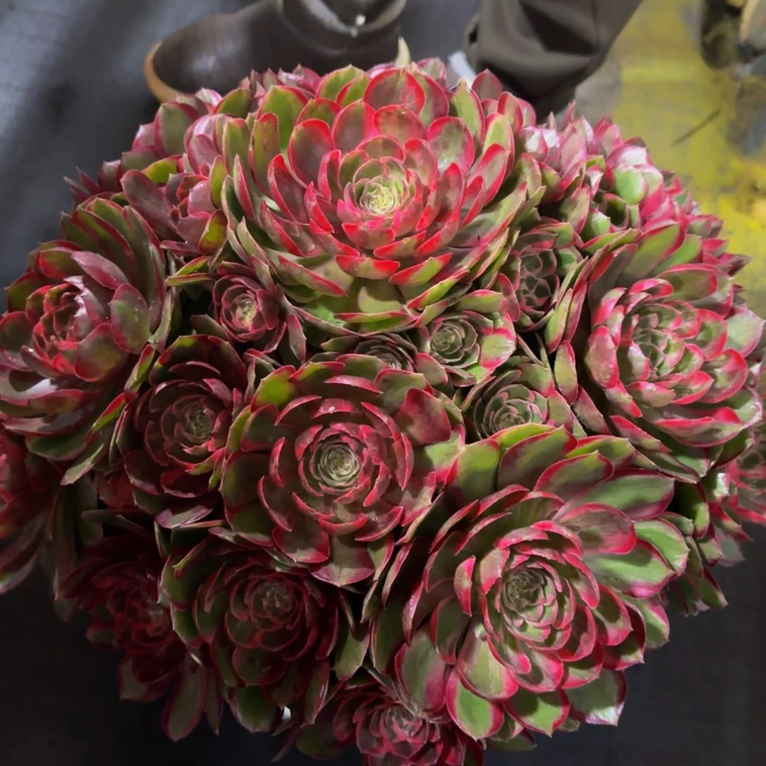 -***_桃花坞精品法师锦