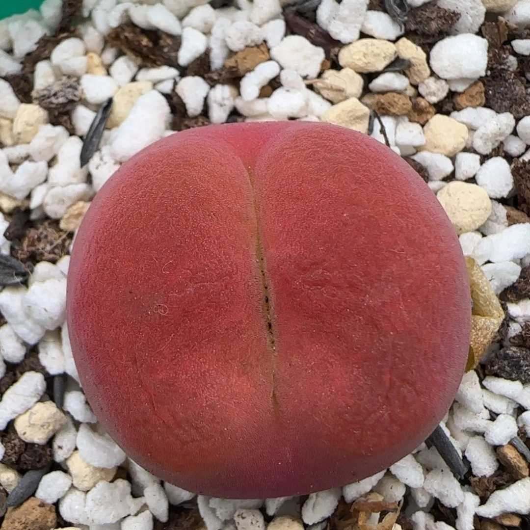 6.13。蟠桃祖宗。5003