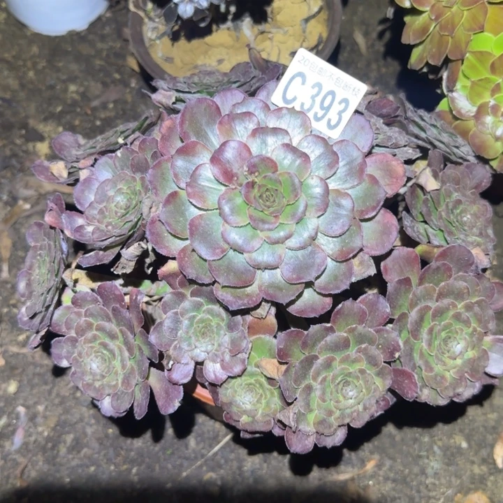 黑金刚……多肉植物的