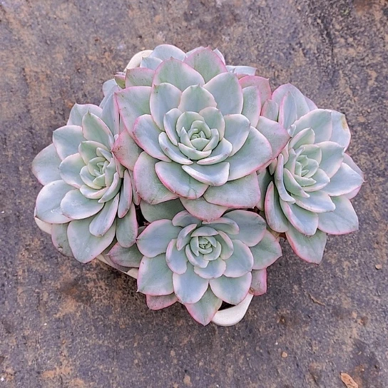 漠***然黄桃锦群多肉植物