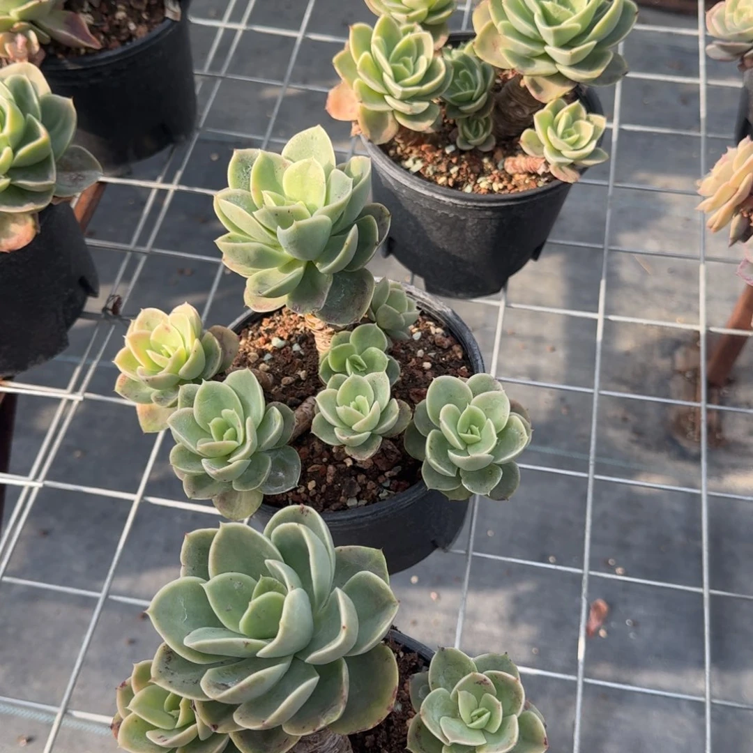 西娜塔群多肉植物