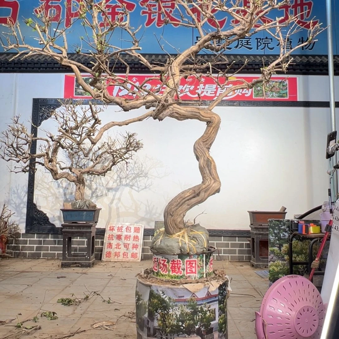 无花朵金银花88888