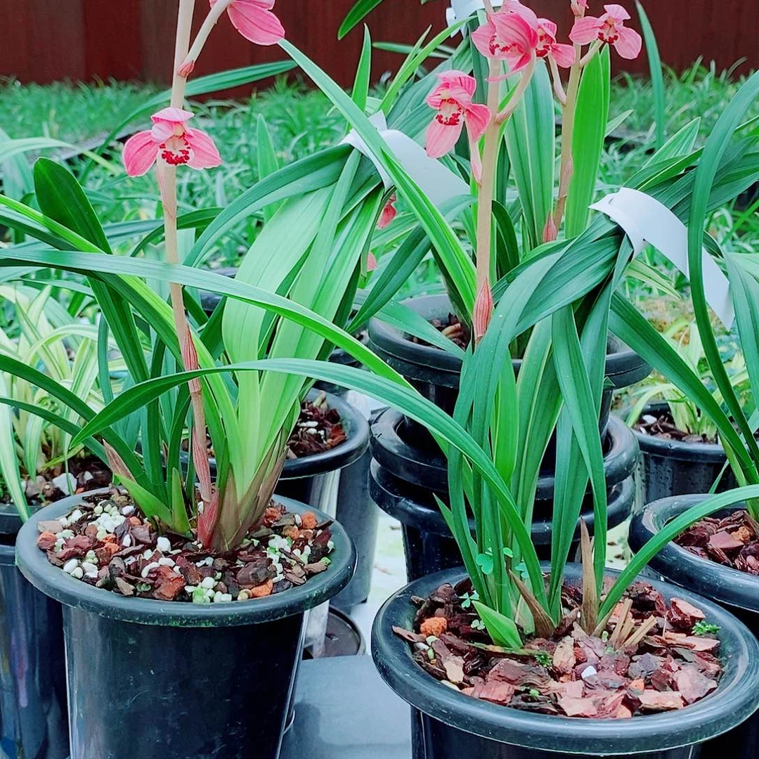 以***贵一个一物一拍漂亮花花