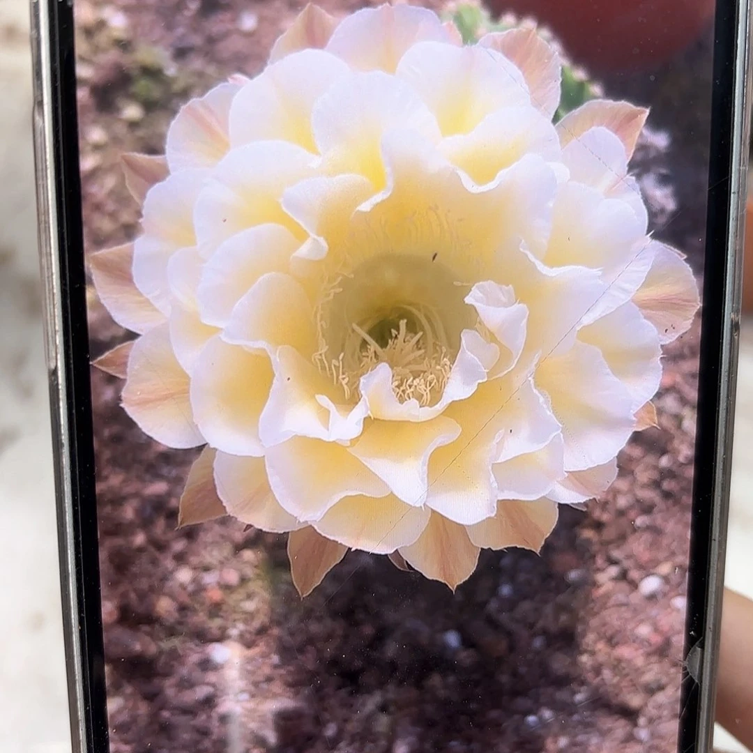 彩草心形黄白5公分左右