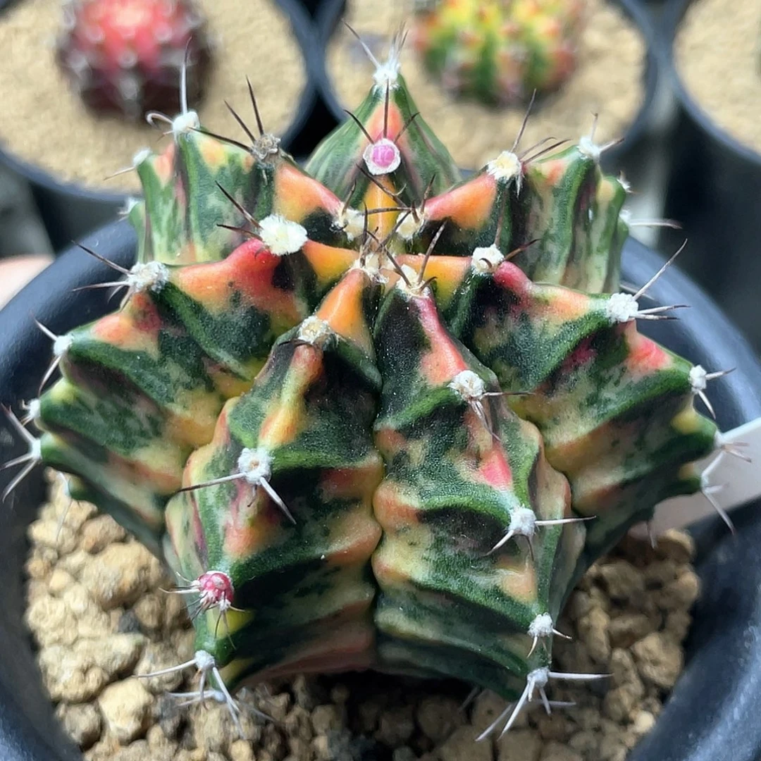 无花朵泰系实生根，臀锦虎斑锦