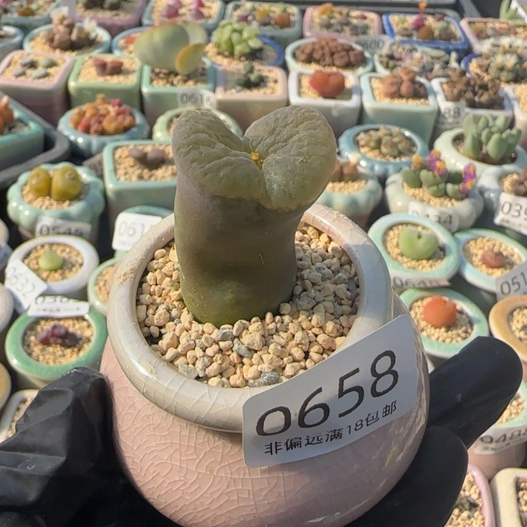 小***盖0658--一物一拍 带盆