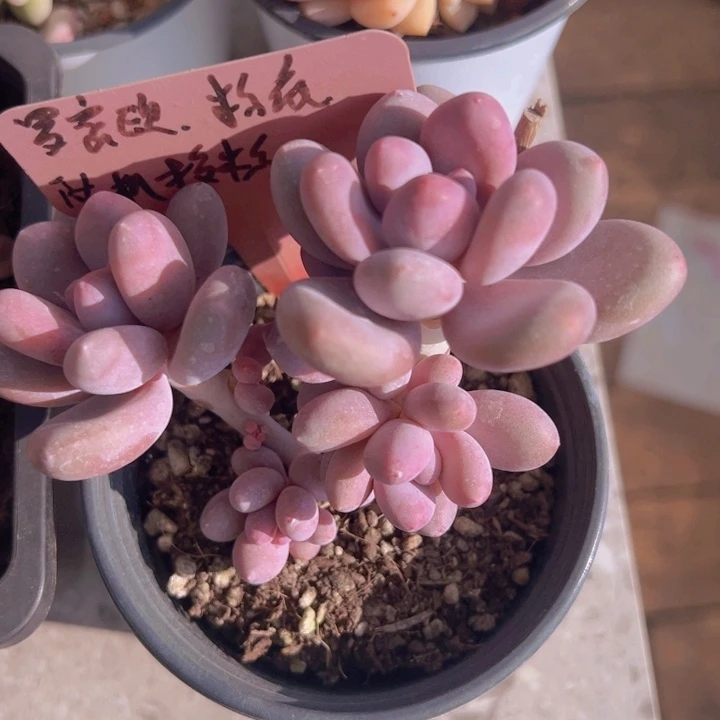 健健康康平平安安