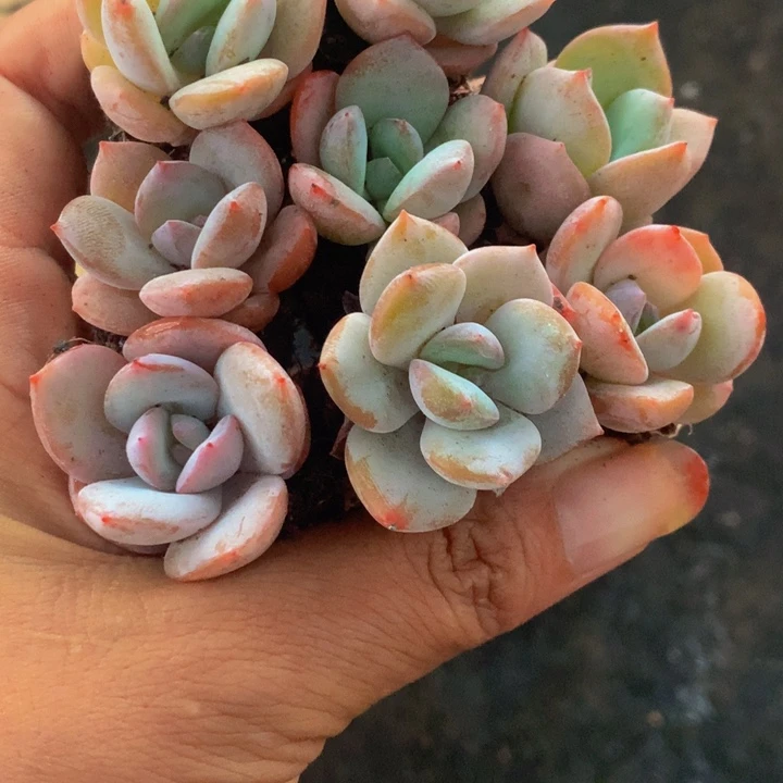 奶茶10颗 （满9.99包邮不满9.99发叶子）