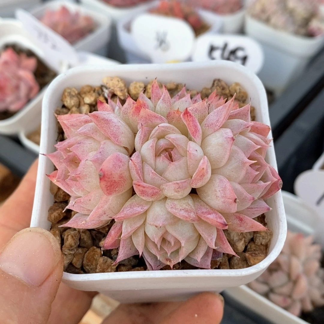 精品多肉一物一拍不包整141