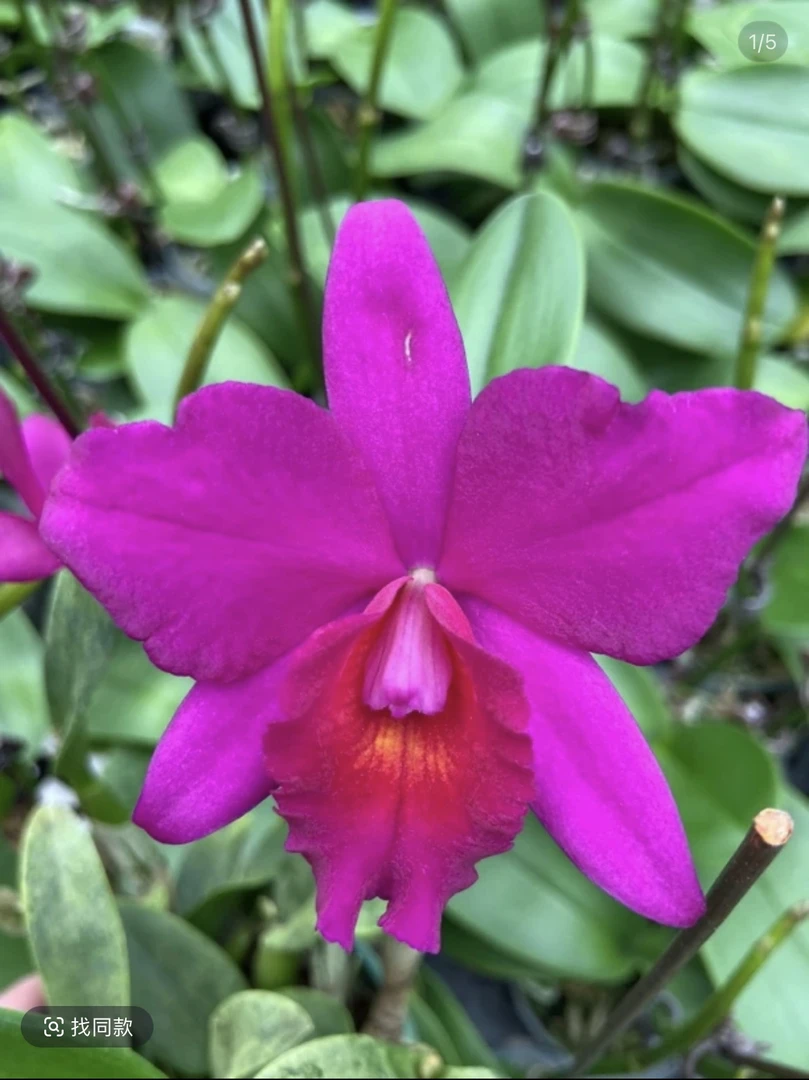 红苹果卡特兰(无花苞） 原盆原土发货