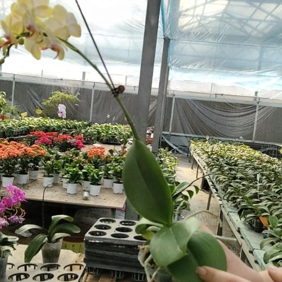 完全开放黄金宝贝冲